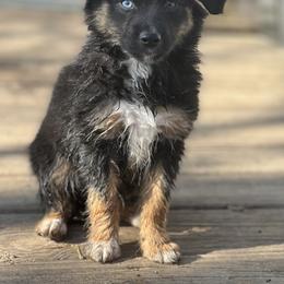 Toy Australian Shepherd Puppies from Kickapoo Creek Toy Aussies