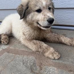 Great Pyrenees Puppies from McCarthy Ranchette LLC