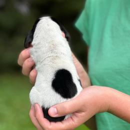 Female 3 - Black brown and white female Basset Hound puppy in Lindley, New York from Hill Top Basset Hounds & Cane Corso