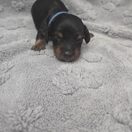 Blue - Black and tan male Dachshund puppy in Mulberry, Florida from J's Mini Dachshunds
