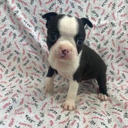Simon - Black brindle and white male Boston Terrier puppy in Fillmore, Illinois from Wind Hill Puppies