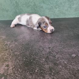 Girl 1 - Dapple female Dachshund puppy in Fallon, Nevada from Butterbean Dachshunds