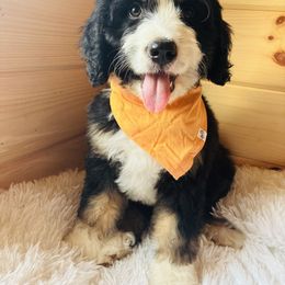 Pier - Tri-color male Bernedoodle puppy in Allegan, Michigan from Sand Creek Bernedoodles