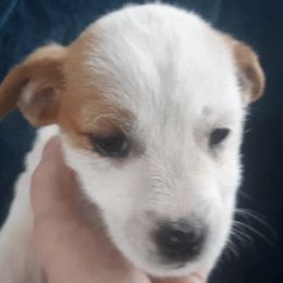 Russell Terriers from Harth's Russell Terriers