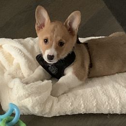 American Corgi and Pembroke Welsh Corgi Puppies from Beebe’s Corgis