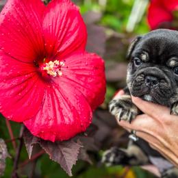 French Bulldog Puppies from Kismet French Bulldogs