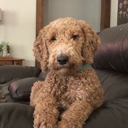 Abby - Goldendoodle