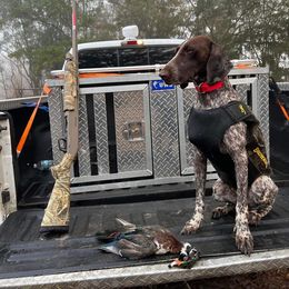 Sage - German Shorthaired Pointer