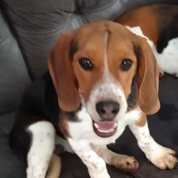 Dexter - Beagle