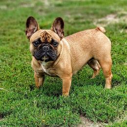 French Bulldog Puppies from Legend French Bulldogs