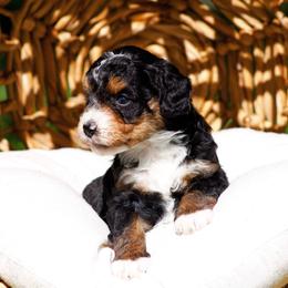 Pumpkin - Tri-color female Bernedoodle puppy in Glendale, Arizona from Arizona Bernedoodles