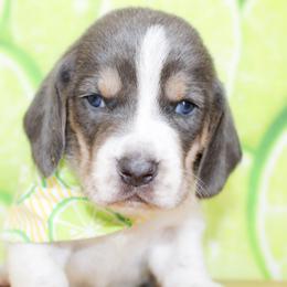 Bear - Blue tan and white male Basset Hound puppy in Antlers, Oklahoma from Rocking H