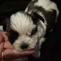 Boy 3 - Brindle male Shih Tzu puppy in Trout, Louisiana from Magnolia Farm's LLC