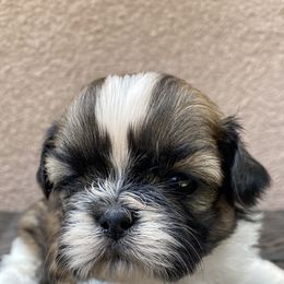 Shih Tzu Puppies from Willow Lane Shih Tzus