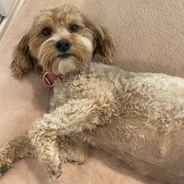 Goldendoodle puppies from Gold Country mini doodles