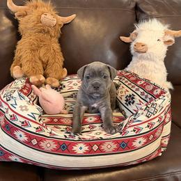 Lavender collar - Gray brindle female Cane Corso puppy in Briggs, Texas from Capital City Corso’s