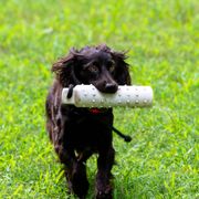 SUZY - Boykin Spaniel