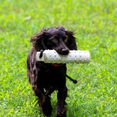 SUZY - Boykin Spaniel