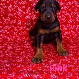 Pink - Black and rust female Doberman Pinscher puppy in Louisville, Kentucky from Ruiz Dobermans