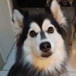 Da'len - Siberian Husky