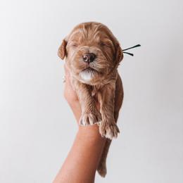 Jefferson (Black Collar) - Red  male Goldendoodle puppy in Beaverton, Oregon from Henry Elliots