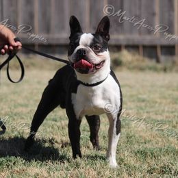 Titus - Boston Terrier