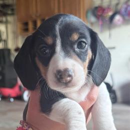 Girl 2 - Piebald female Dachshund puppy in Madison, Wisconsin from SK Miniature   Dachshunds