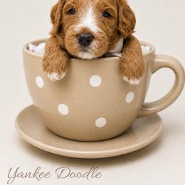 Yankee Doodle - Red  male Goldendoodle puppy in State Road, North Carolina from Must Love Doodles