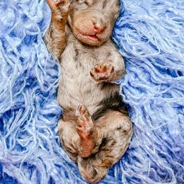 Boy 1 - Merle male Bernedoodle puppy in Otisville, Michigan from Danie’s Darling Doodles LLC