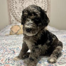 Nola - Merle female Goldendoodle puppy in Macclenny, Florida from Davis's Doodles