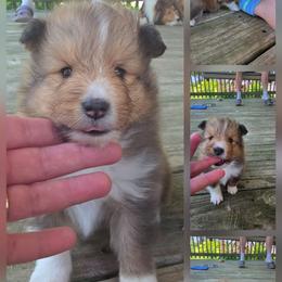 Rex - Sable and white male Shetland Sheepdog puppy in Greenfield, Ohio from KJAV Shetland Sheepdogs