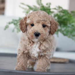 Maltipoo, Shichon, and Shihpoo Puppies from Timbercreek Puppies