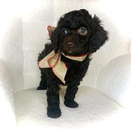 Hope - Brown female Cockapoo puppy in Hermiston, Oregon from Columbia River Cockapoos