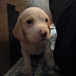 Boy 1 - Lemon and white male Beagle puppy in Toquerville, Utah from Beautiful Utah Beagles