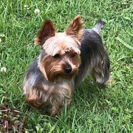 Yorkshire Terriers from Rhondas Pampered Yorkies