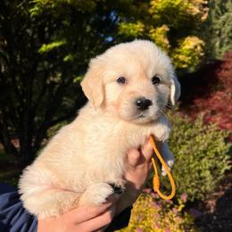 Girl 6 - Light golden female Golden Retriever puppy in Battleground, Washington from Brooklin Canine