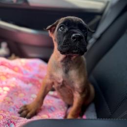 Aurelia - Red female Cane Corso puppy in Houston, Texas from Mortaio Cane Corso