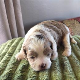 Carmella - Brown white and tan female Cockapoo puppy in Delphos, Ohio from Route 66 Puppies