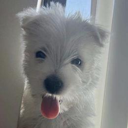 Girl 2 - female West Highland White Terrier puppy in East Glenville, New York from NYWesties