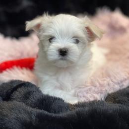 Remington - White male Maltese puppy in Bennettsville, South Carolina from Cottonwood Maltese