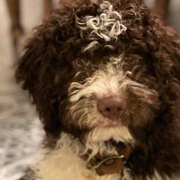 Havapoos, Lagotti Romagnoli, and Poodles from Che Bella Amore Lagotti