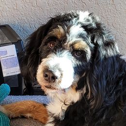Faith - Bernedoodle