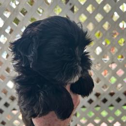 Chloe - Black and white female Shih Tzu puppy in Victorville, California from Precioustzus