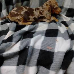 Dachshund Puppies from Small Paws Kennel