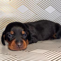 Dash-Blue boy - Black and tan male Dachshund puppy in North Auburn, California from Northern Doxie