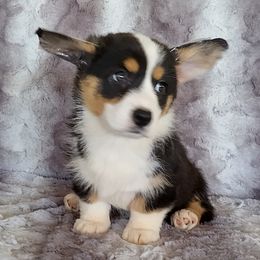 Girl 1 - Black and white Cardigan Welsh Corgi puppy in Huntington Beach, California from Lucky Puppies