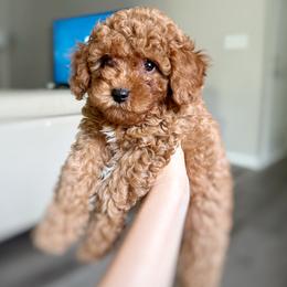 Poodle Puppies from Bruno & Co. Puppies