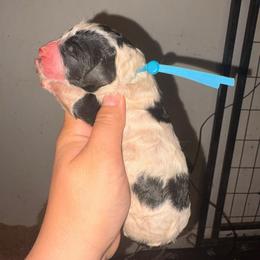 Leo - Parti male Poodle puppy in Toledo, Ohio from Exquisite Dalmatians & Standard Poodles