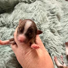 Red Tri Female 2 - Red tri-color female Miniature American Shepherd puppy in Connecticut from Novus Kennels
