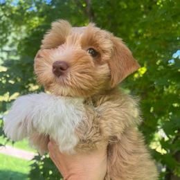 Cassie - Wheaten female Miniature Schnauzer puppy in Grayson, Kentucky from Seventh Heaven Schnauzers